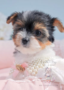 For Sale #287 Biewer Yorkie Puppy