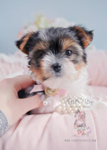 Puppy For Sale #287 Biewer Yorkie