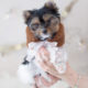 For Sale #299 Teacup Puppies Biewer Yorkie Terrier Puppy