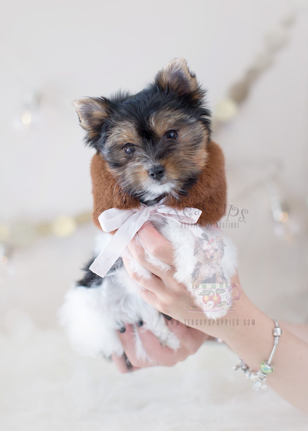 For Sale #299 Teacup Puppies Biewer Yorkie Terrier Puppy