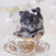 For Sale #312 Teacup Puppies Blue Pomeranian Puppy