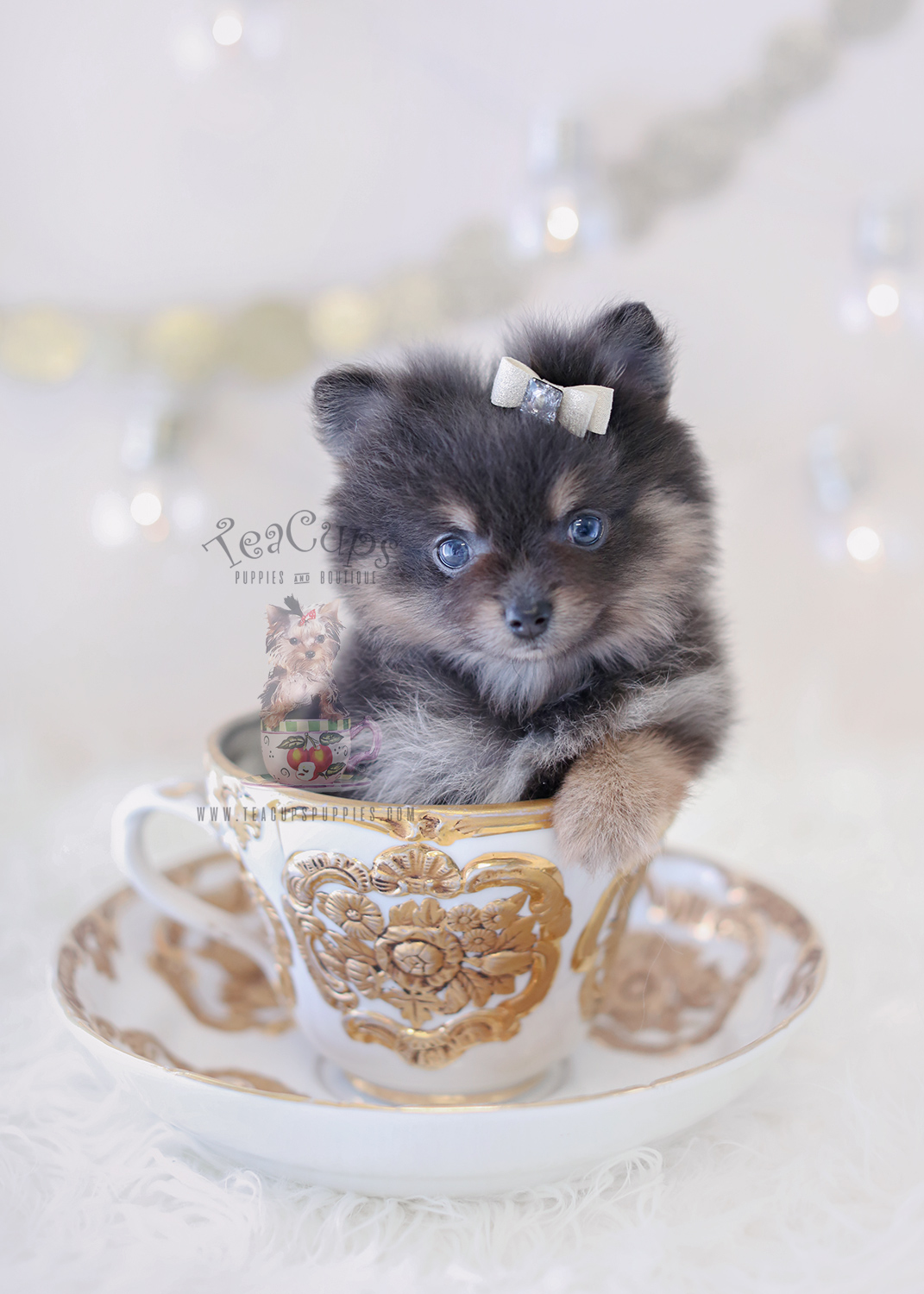 For Sale #312 Teacup Puppies Blue Pomeranian Puppy
