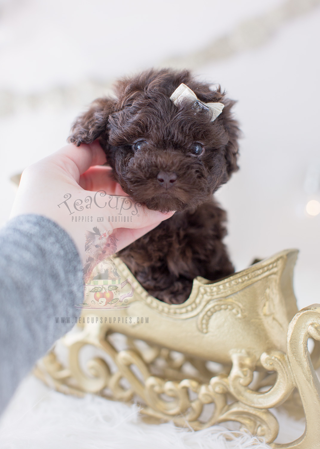 Chocolate Poodle Puppy For Sale #292 Teacup Puppies