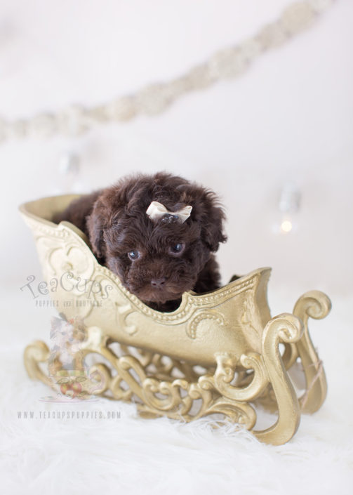 For Sale #292 Teacup Puppies Chocolate Poodle Puppy