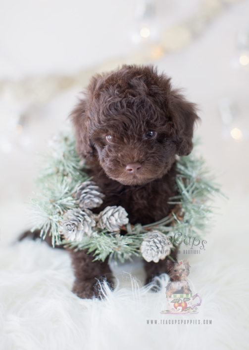 For Sale #295 Chocolate Poodle Puppy