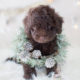 For Sale #295 Chocolate Poodle Puppy