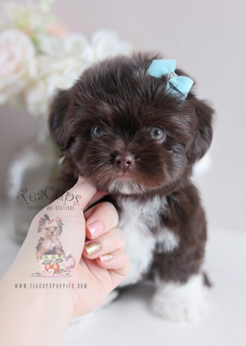 Gorgeous Chocolate Shih Tzu Puppy #009 For Sale