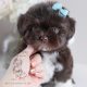 Gorgeous Chocolate Shih Tzu Puppy #009 For Sale