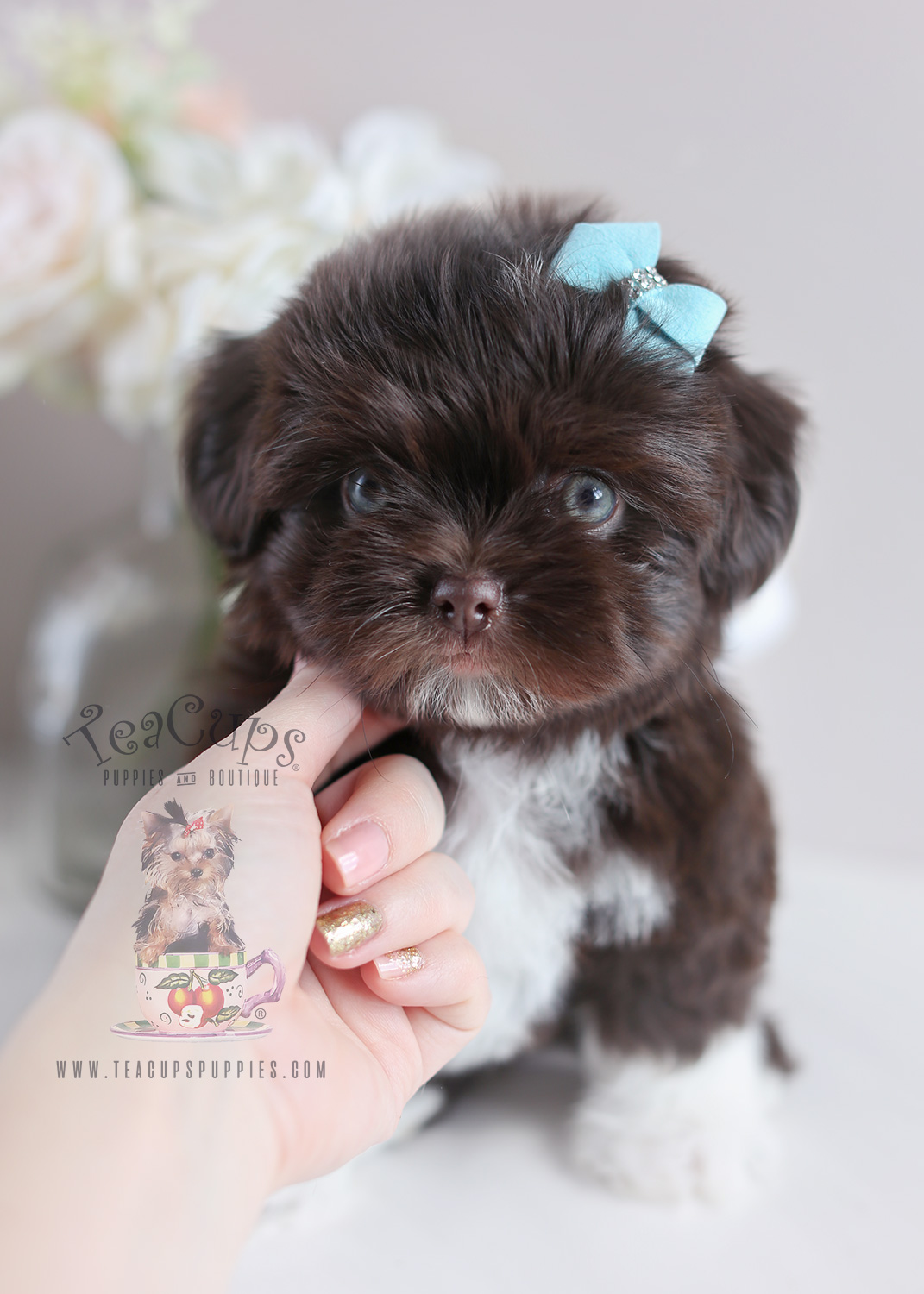 chocolate shih tzu puppies for sale