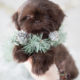 Puppy For Sale #303 Teacup Puppies Chocolate Shih Tzu