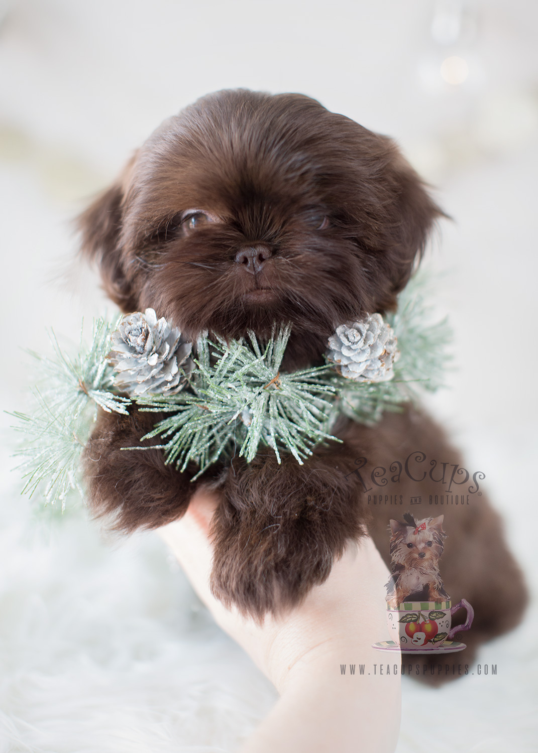 Puppy For Sale #303 Teacup Puppies Chocolate Shih Tzu