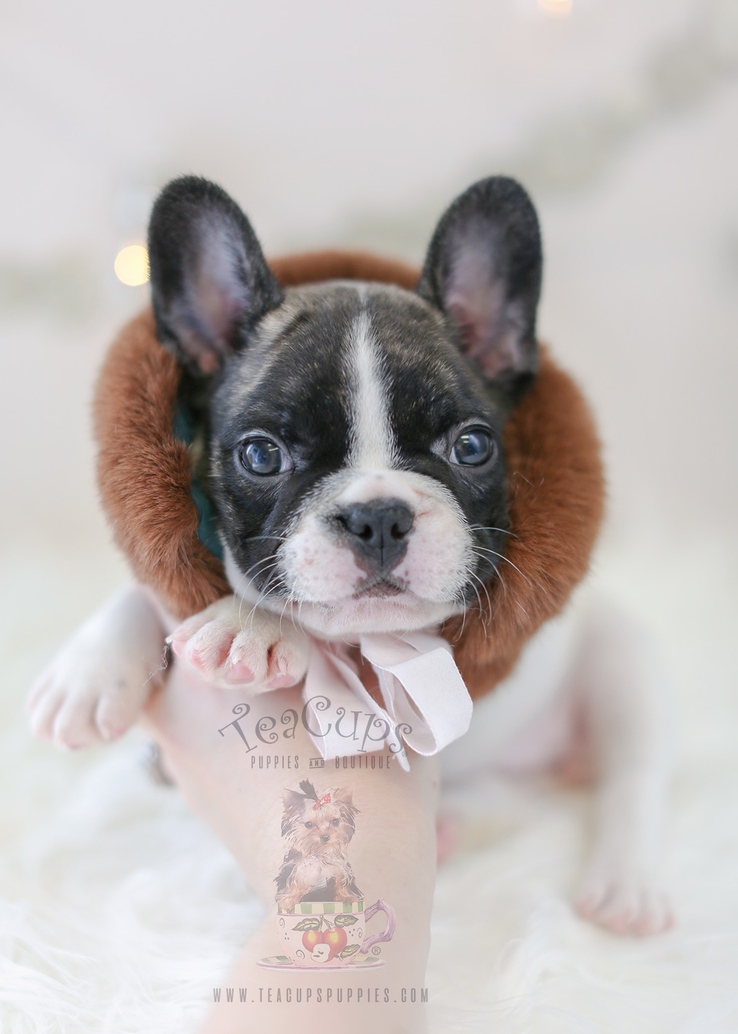 French Bulldog Puppy For Sale #302 Teacup Puppies