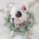 White French Bulldog Frenchie Puppy #301