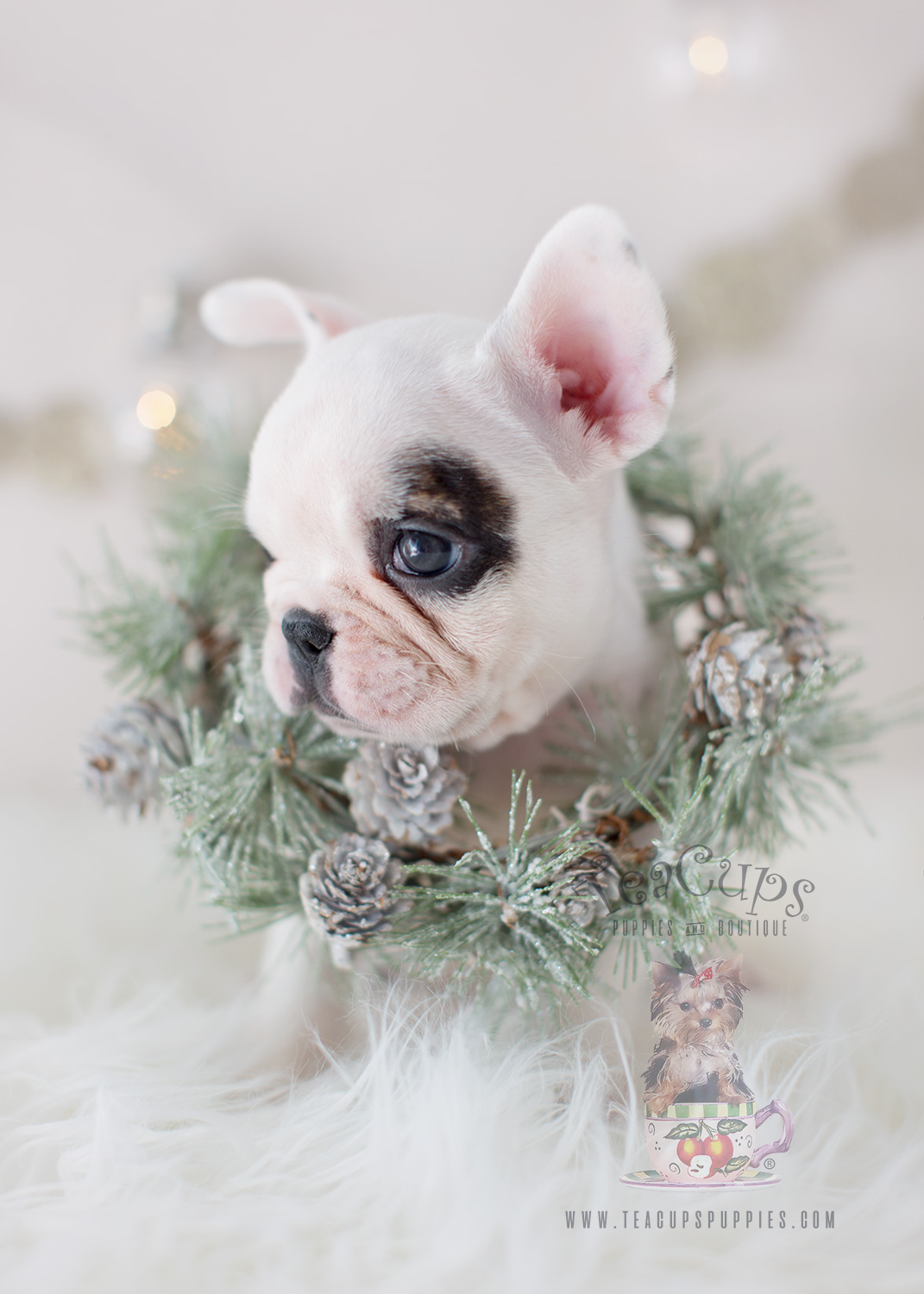 White French Bulldog Frenchie Puppy #301