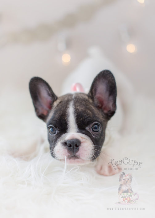 For Sale #302 Teacup Puppies French Bulldog Puppy