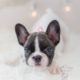 For Sale #302 Teacup Puppies French Bulldog Puppy
