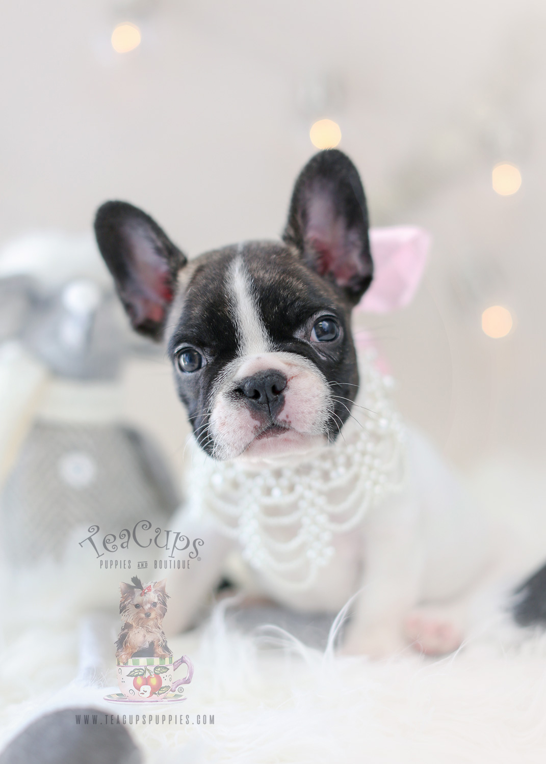 Puppy For Sale #302 Teacup Puppies French Bulldog