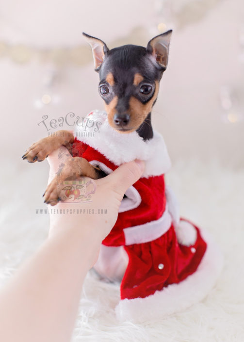 teacup miniature pinscher puppies