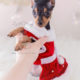 Mini Pinscher Puppy For Sale Teacups Puppies