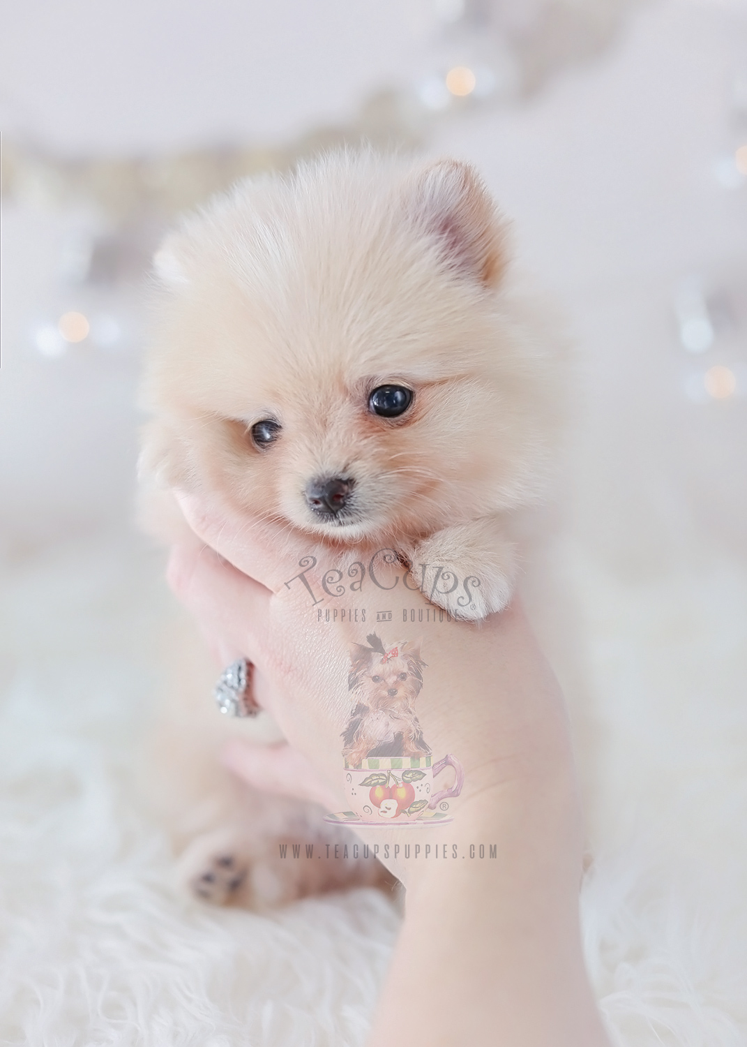 Super Cute Pomeranian Puppy Teacups, Puppies & Boutique