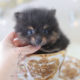 For Sale #311 Teacup Puppies Pomeranian Puppy