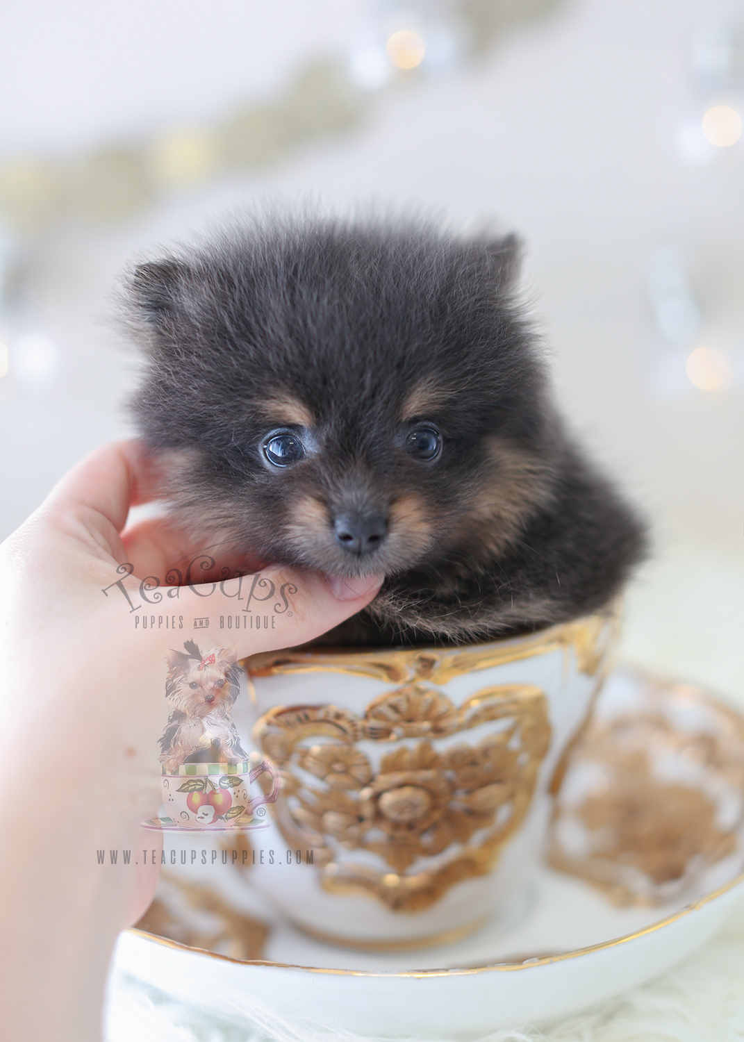 Black Teacup Pomeranian by TeaCups Puppies Teacup