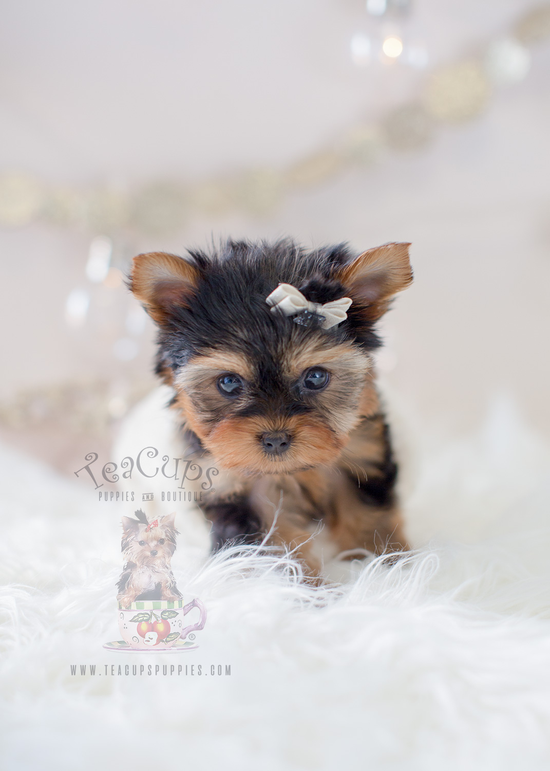 Puppy For Sale #298 Teacup Puppies Tiny Yorkie