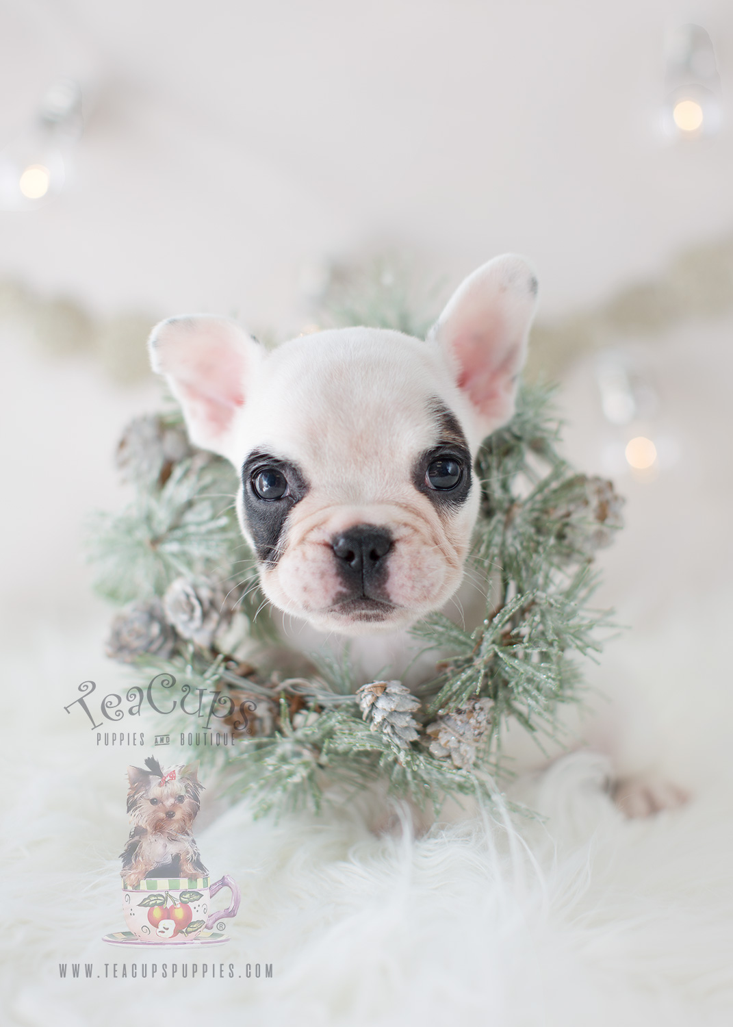 Teacups Puppies White French Bulldog Frenchie Puppy #301