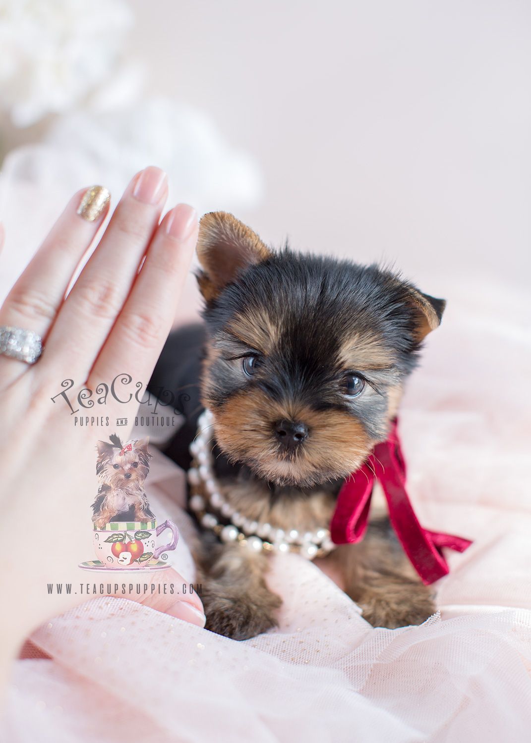 Tiny Yorkie Puppies For Sale by Teacup Puppies