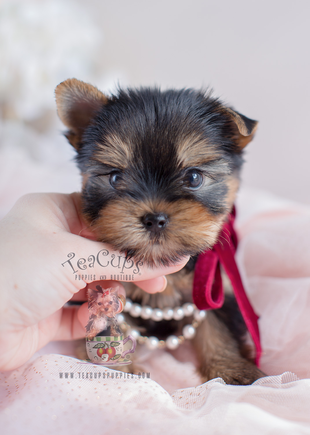 Teacup Yorkies and Yorkie Puppies For Sale