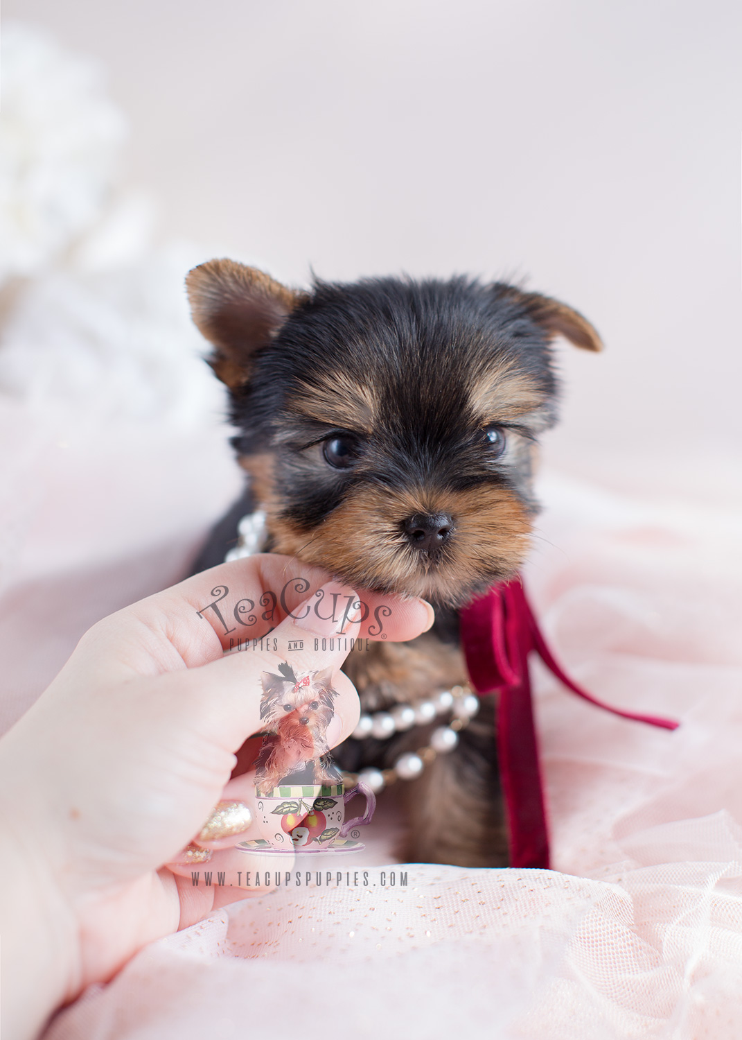 Tiny Yorkie Puppy For Sale