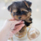 Puppy For Sale #296 Teacups Puppies Yorkie