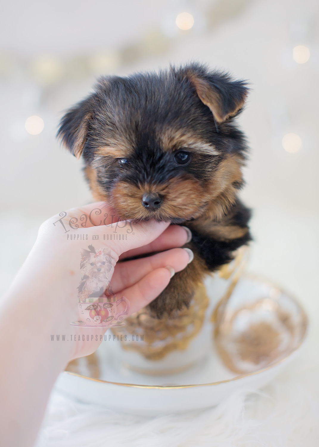 Puppy For Sale #296 Teacups Puppies Yorkie