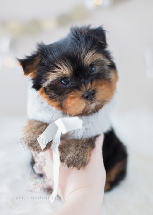 Puppy For Sale #297 Teacup Puppies Yorkie Puppy