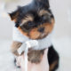 Puppy For Sale #297 Teacup Puppies Yorkie Puppy
