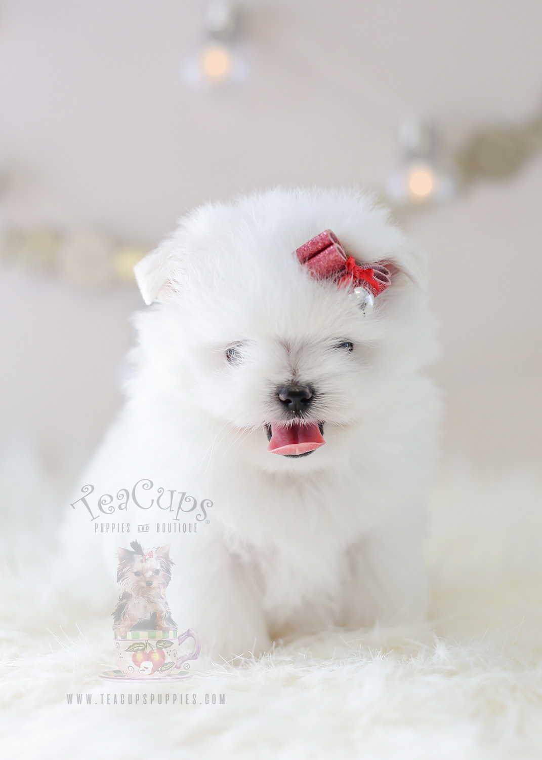 Maltipom Puppy #358 For Sale Teacup Puppies
