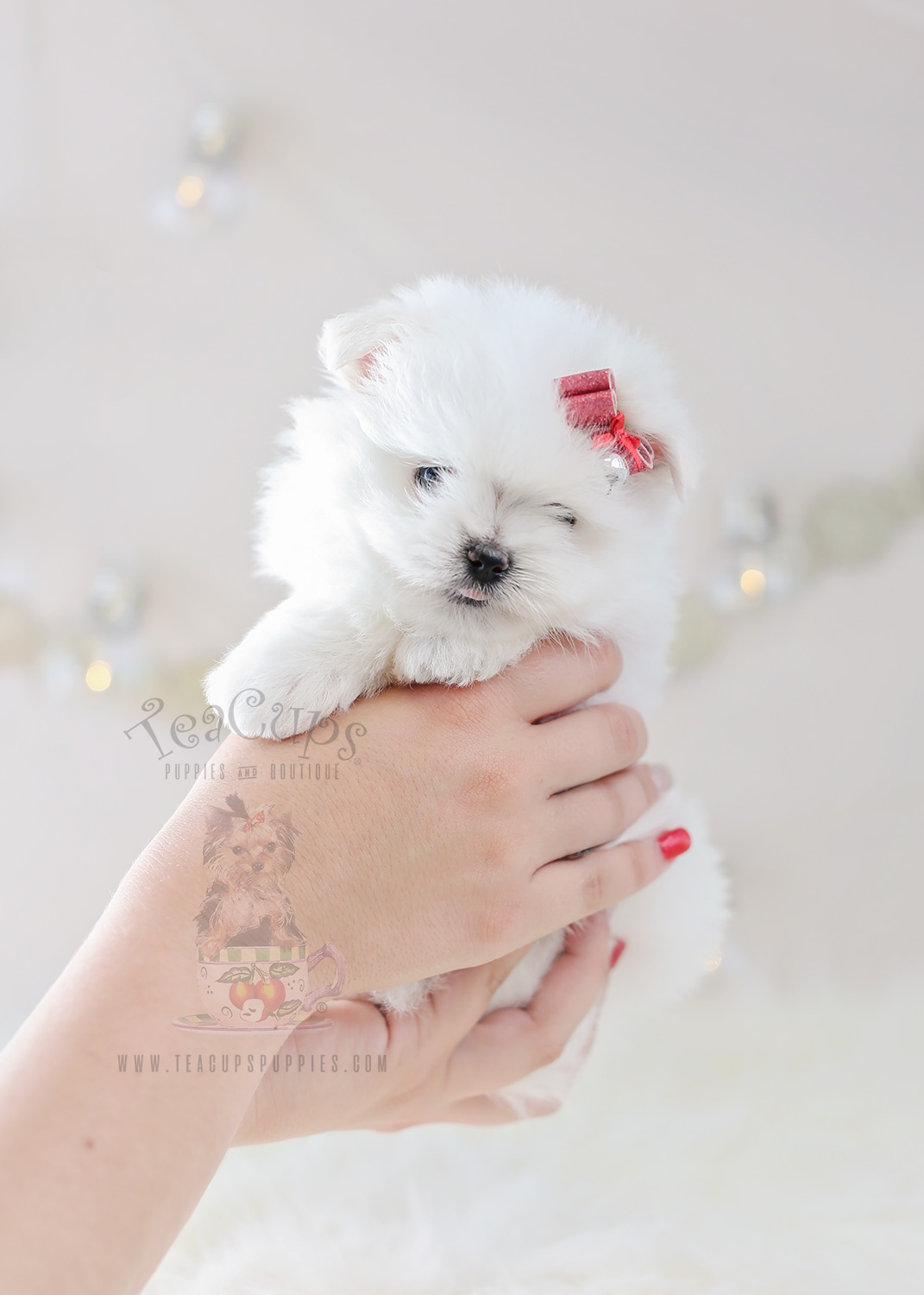 Teacup Puppies Maltipom Puppy #358 For Sale