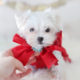 For Sale #339 Teacup Puppies Maltese Puppy