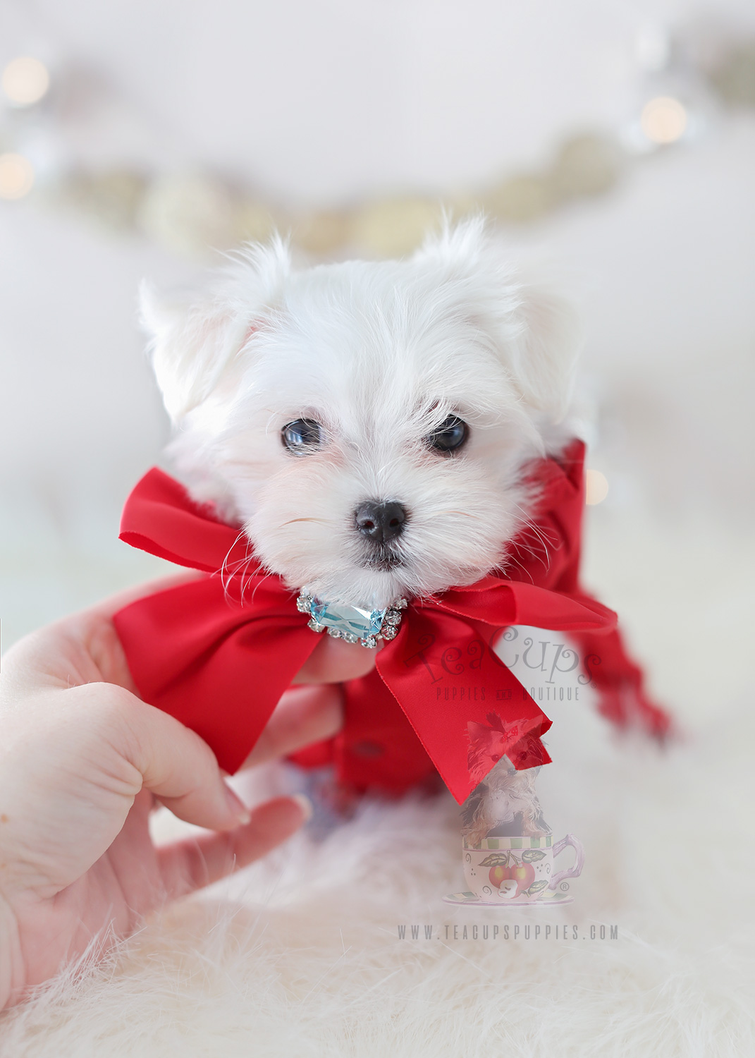 For Sale #339 Teacup Puppies Maltese Puppy
