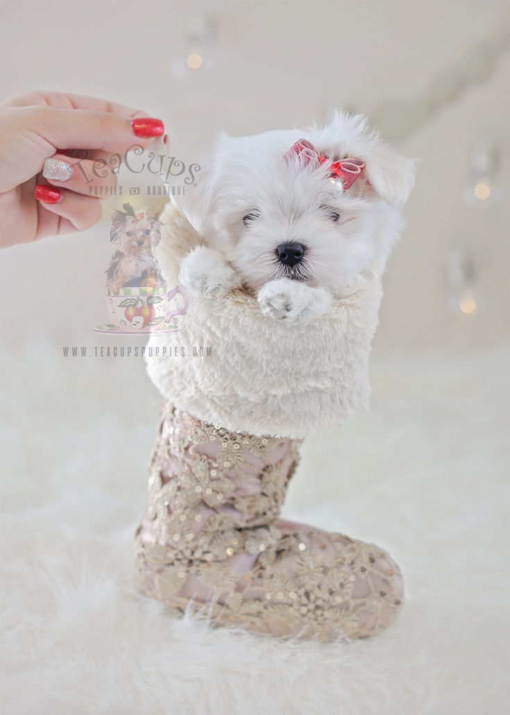 Maltese Puppy For Sale 340 Teacup Puppies Teacup Puppies & Boutique