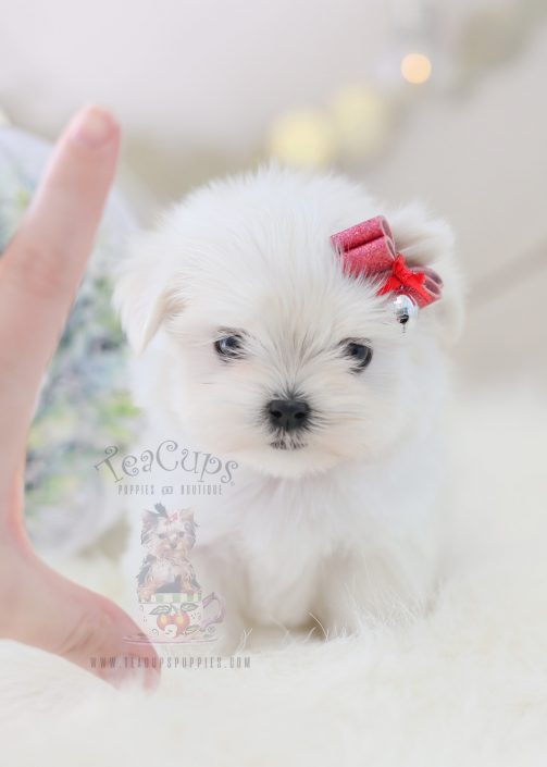 For Sale #362 TeaCup Puppies Maltese Puppy For Sale