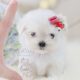 For Sale #362 TeaCup Puppies Maltese Puppy For Sale