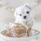 TeaCup Puppies Maltese Puppy