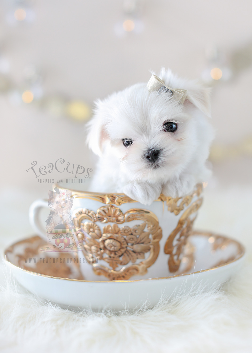 TeaCup Puppies Maltese Puppy