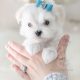 Puppy For Sale #369 TeaCup Puppies Maltese