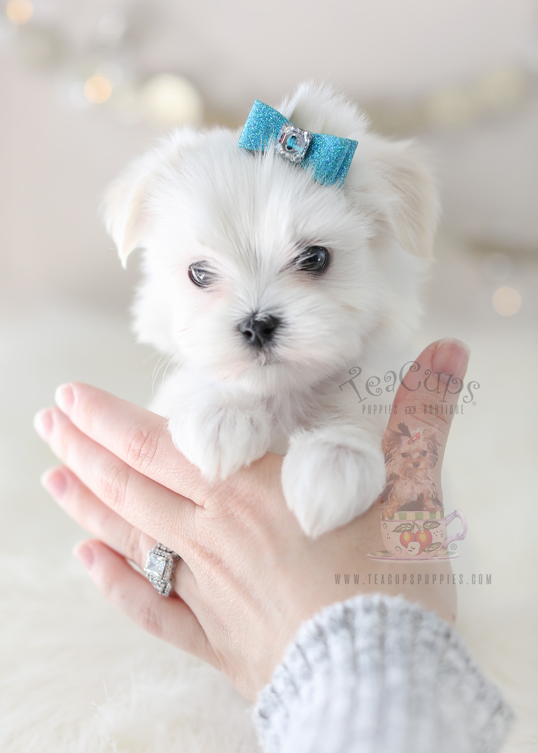 Puppy For Sale #369 TeaCup Puppies Maltese