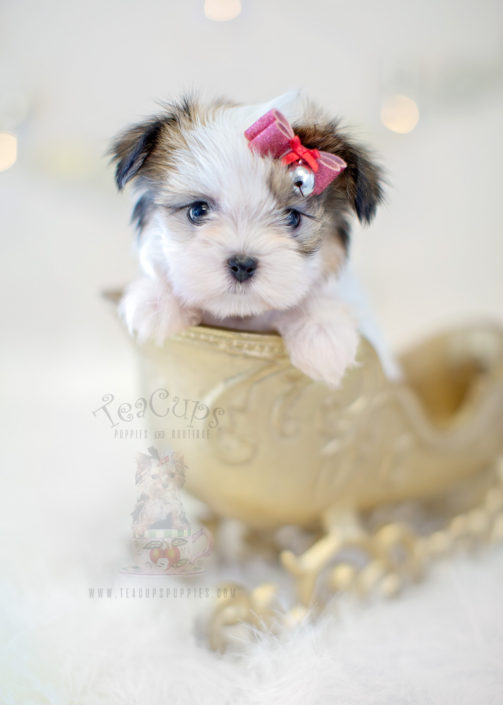 For Sale #327 TeaCups Puppies Mi-Ki Puppy