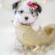 For Sale #327 TeaCups Puppies Mi-Ki Puppy