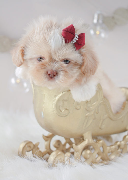 For Sale #329 Teacup Puppies Shih Tzu Puppy