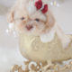 For Sale #329 Teacup Puppies Shih Tzu Puppy